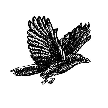 Bird Gulls Crows Drawing Clip Art - Bird Clipart Flying, HD Png Download -  kindpng