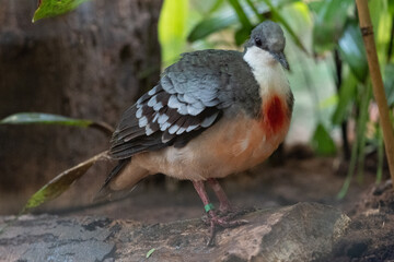 LUZON BLEEDING HEART DOVE 