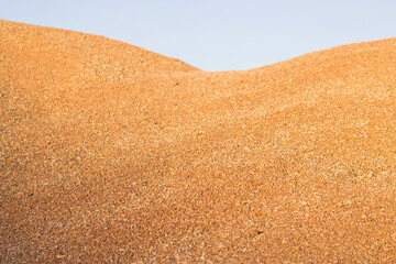 huge wheat grains heap after harvesting for producing flour and bread
