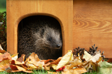 Hedgehog in a house, (Scientific name: Erinaceus Europaeus) wild, free roaming hedgehog, taken from wildlife garden hide to monitor health and population of this declining mammal, space for copy