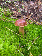 Mushroom in the forest. Lonely mushroom in the moss.