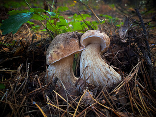 Mushrooms in the forest. Two mushrooms.