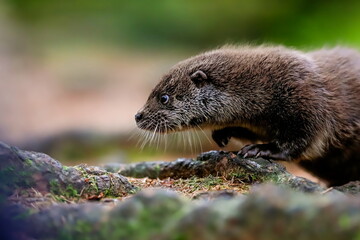 Close-up portrait of a river otter in its natural environment.
It is also known as the European otter, Eurasian river otter, common otter, and Old World otter. Native to Eurasia. Lutra lutra.
