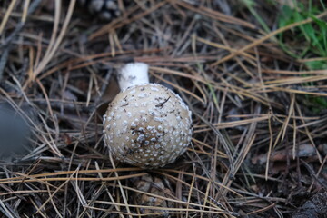Red fly agaric or Pale grebe, a green deadly poisonous mushroom from the genus Amanita. Dangerous mushroom picking in the forest. boletus white. forest food