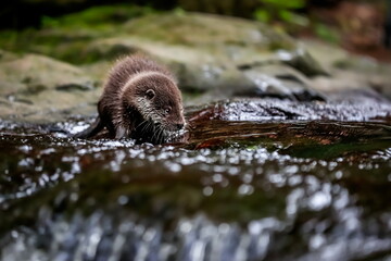 Close-up portrait of a river otter in its natural environment.
It is also known as the European otter, Eurasian river otter, common otter, and Old World otter. Native to Eurasia. Lutra lutra.
