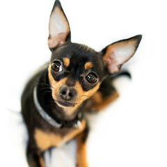 Exposition puppy, dog on a white background. Lying dog