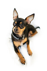 Exposition puppy, dog on a white background. Lying dog