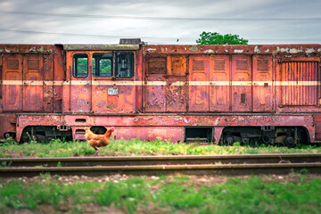 lokomotywa wąskotorowa rdza i kura