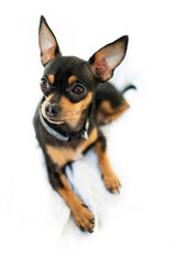 Exposition puppy, dog on a white background. Lying dog