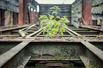roślina na złomowisku, stary wagon kolejowy