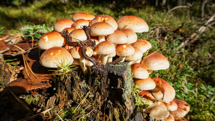Fototapeta premium Mushrooms, forest and silence. Forest stump invaders