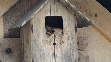 Bird house, but a squirrel settled