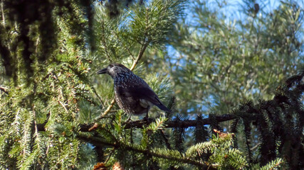 Bird, spotted nutcracker. In the background of spring emits the sounds of mating.