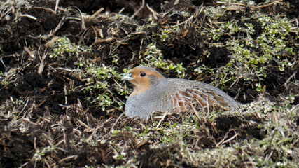 Gray partridge spring outdoors. Looking for food.