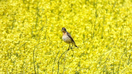 Rapeseed time, yellow field with flowers and bird, the whinchat.