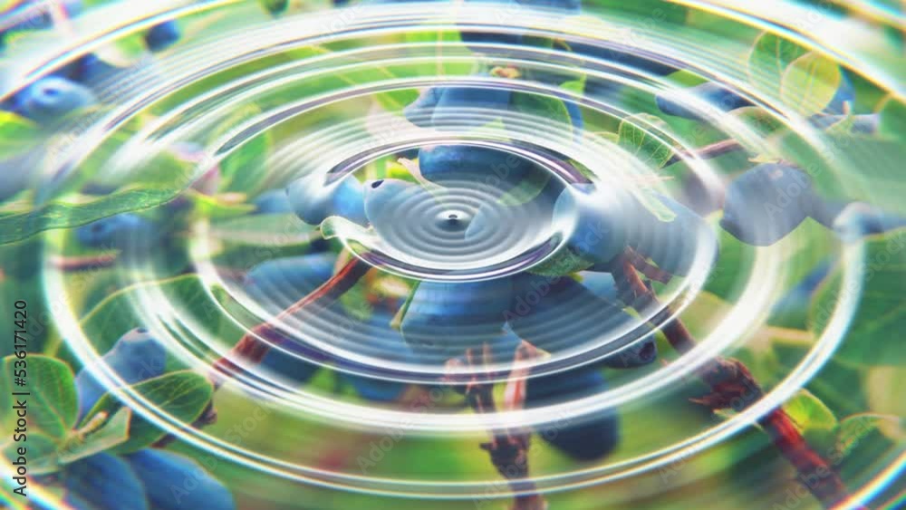 Poster dof camera realistic looping 3d animation of the circles on a water surface with beautiful honeyberr