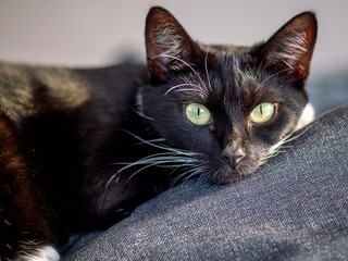 Black Cat with Yellow Eyes