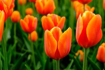 Macro photography of a flower: detail shot of a flower with background blur.