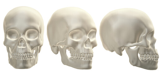  human skull, skeleton, head,  halloween