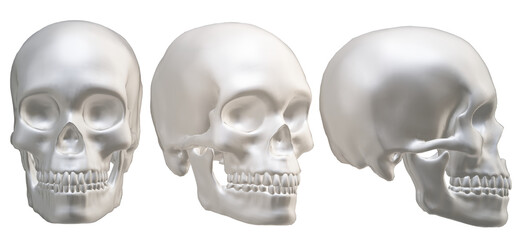  human skull, skeleton, head,  halloween