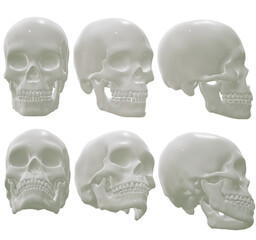 human skull, skeleton, head,  halloween