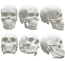  human skull, skeleton, head,  halloween