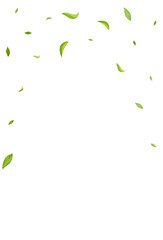Fototapeta premium Olive Greens Realistic Vector White Background