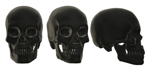  human skull, skeleton, head,  halloween