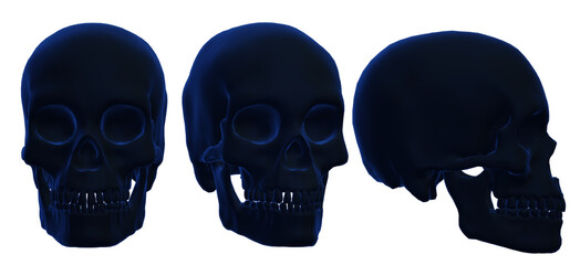  human skull, skeleton, head,  halloween