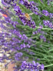 butterfly on lavender