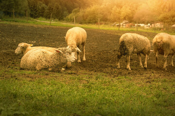 Flock of sheep grazing on the green meadow.High quality photo.