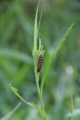 Caterpillar of the Tyria jacobaeae