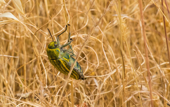 Julodis is a genus of insects in the Buprestidae family. Buprestidae is a family of insects known as gem beetles or metallic wood piercing insects due to their bright iridescent colors.