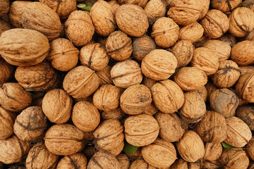 Closeup on a bunch of seasonal nutritional healthy brown closed walnuts collected form the garden