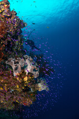 Coral reefs of the Fiji Islands