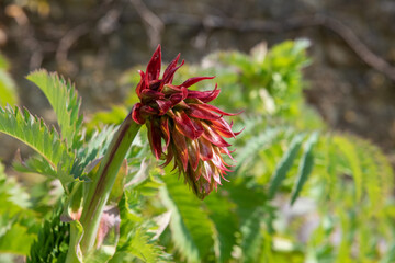 Close up of a giant honey flower (melianthus major) in bloom