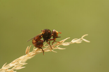Closeup on a bee- parasite fly, the ferroginous bee-grabber, Sicus ferrugineus