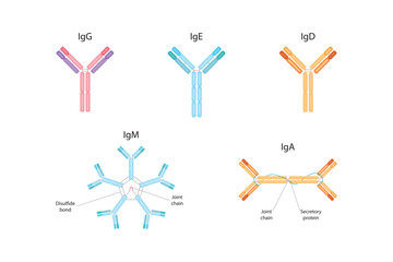 Types of antibodies. IgG, IgM, IgA, IgD, IgE