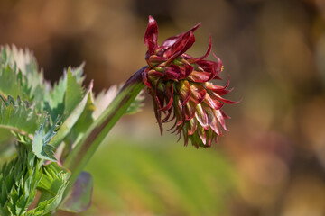 Close up of a giant honey flower (melianthus major) in bloom