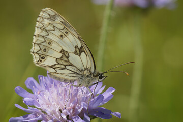 Closeup on the marbled white butterfly, Melanargia galathea on a purple Knapweed flower