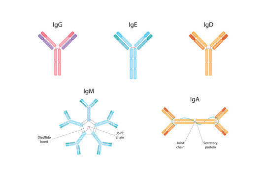 Types of antibodies. IgG, IgM, IgA, IgD, IgE