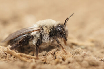 Closeup on a fluffy female, Grey-backed mining bee, Andrena vaga sitting in the sand
