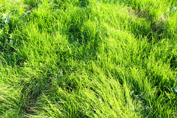 Fresh green grass in nature.