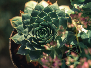 succulent on an autumn afternoon