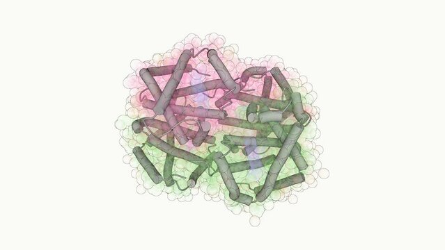 Scientifically accurate 3D molecular model of a hemoglobin enzyme. Hemoglobin is the iron-containing oxygen-transport metalloprotein in red blood cells.