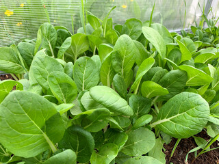 Organic Bok Choy plants with green leaves growing in vegetable garden, growing fresh vegetsbles as...