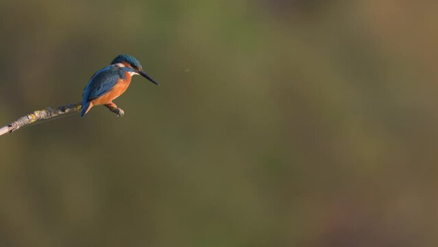 Slow motion of common kingfisher Alcedo atthis sitting on branch before blurred background and flying away