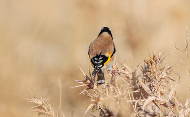 European Goldfinch (Carduelis carduelis) feeds mainly on thistle seeds in winter. They are undoubtedly the best songbirds in the world.