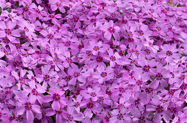 Teppichphlox ist der Blickfang eines jeden Steingartens, Blumenbeetes oder Parks. Der bizarre Blütenteppich fasziniert im Frühjahr mit leuchtenden Farben in rosa, violett, blau, weiß oder mehrfarbig.