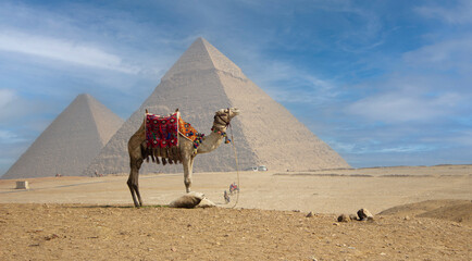 Camel standing and in the background the Pyramids of Egypt